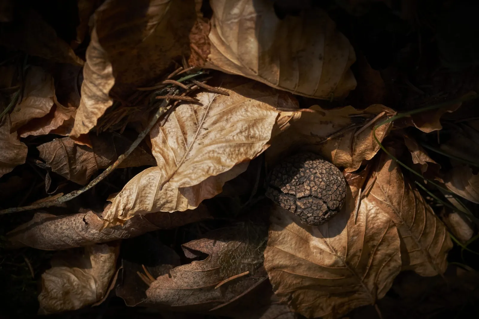 Black truffle in autumn leaves
