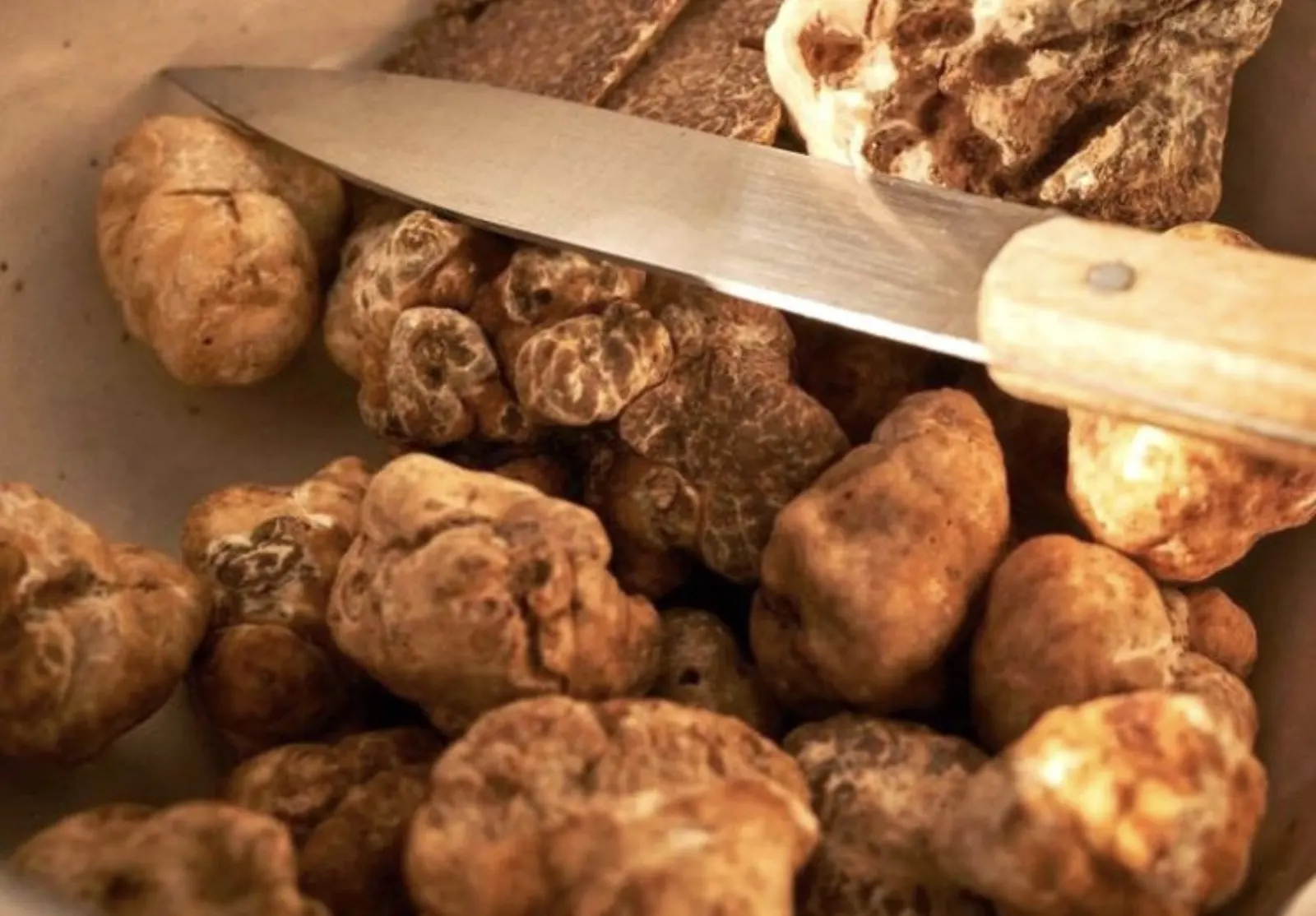 Wilder italienischer Trüffel im Herbstlaub